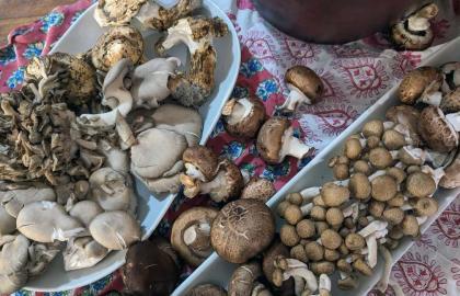 Hãy làm Garum nấm ngay hôm nay và sử dụng nó cho mọi thứ trong Lễ Tạ ơn này