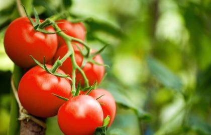 Bốn cách để bảo quản tất cả cà chua của bạn cùng một lúc