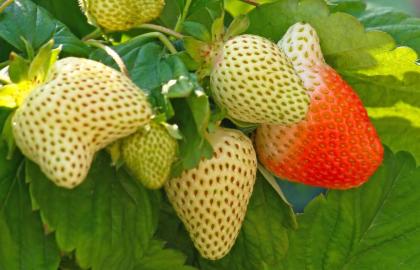 Bạn Nên Hái và Ngâm Dâu Tây Xanh