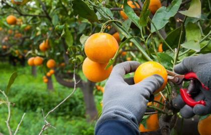 Cách thu hoạch thực phẩm miễn phí trong kỳ nghỉ tiếp theo của bạn