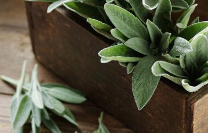 Sự khác biệt giữa cây xô thơm xay và cây xô thơm (và cách sử dụng từng loại cho bữa tối Lễ Tạ ơn)