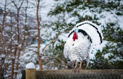 Những cách nhanh nhất để rã đông gà tây trong Lễ tạ ơn của bạn