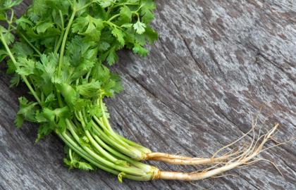 Bạn Nên Ăn Rễ Ngò