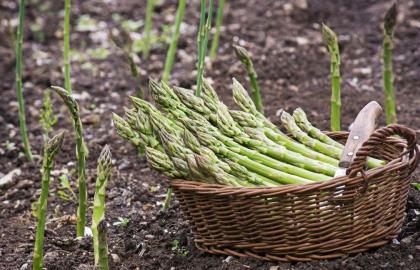 Bạn nên trồng atisô và măng tây ngay bây giờ